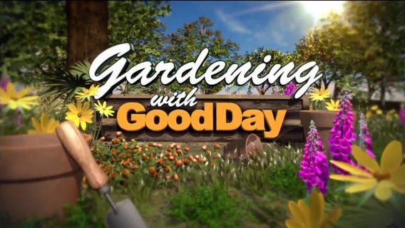 How to plant eggplant plants