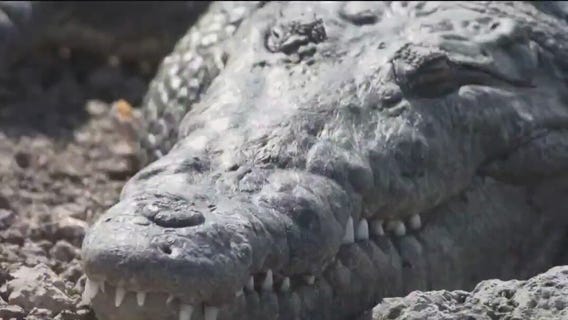 Loud helicopters and crocodiles