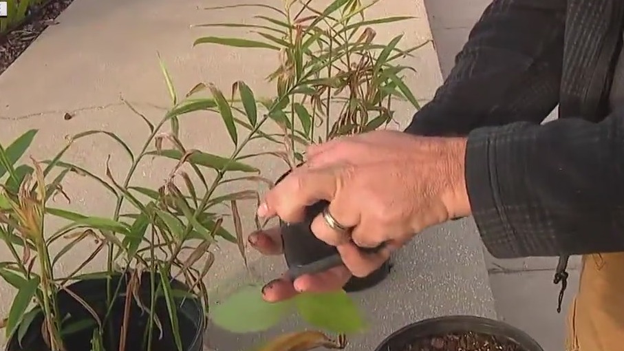 How to use food scraps