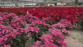 Orban Nursery: A haven for plant enthusiasts