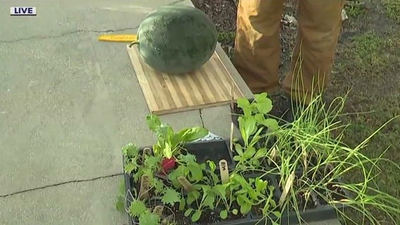 Items for your bulletproof winter garden