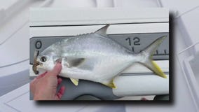 Recreational harvest of flounder reopens in FL