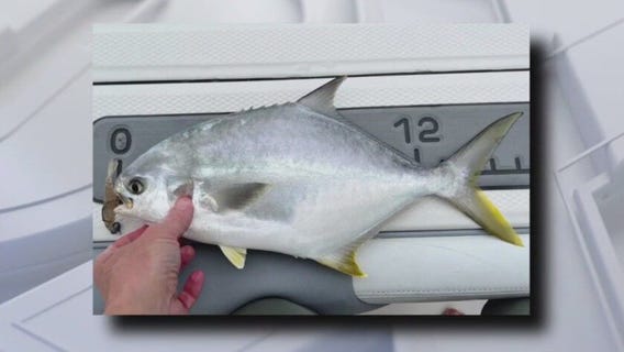 Recreational harvest of flounder reopens in FL