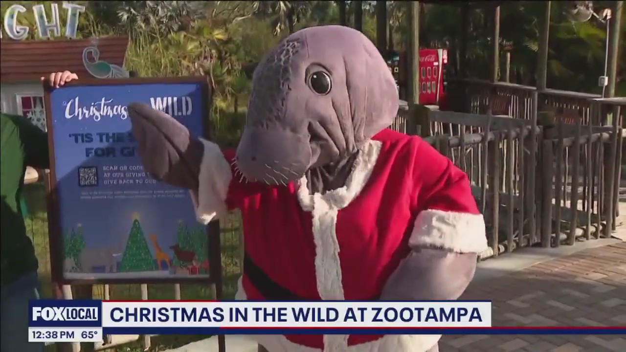 Christmas in the Wild at ZooTampa | FOX 13 Tampa Bay