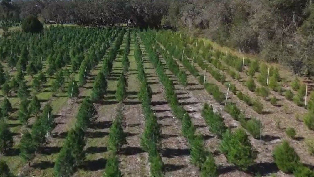 Ergle's Christmas Tree Farm | FOX 13 Tampa Bay