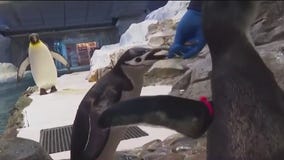 Chinstrap penguin naps