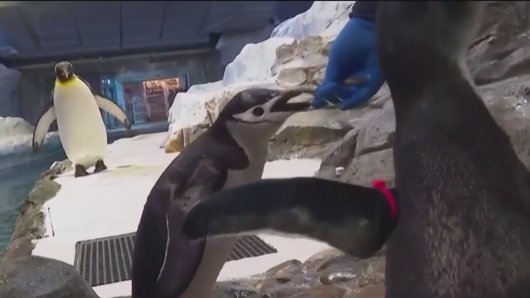 Chinstrap penguin naps