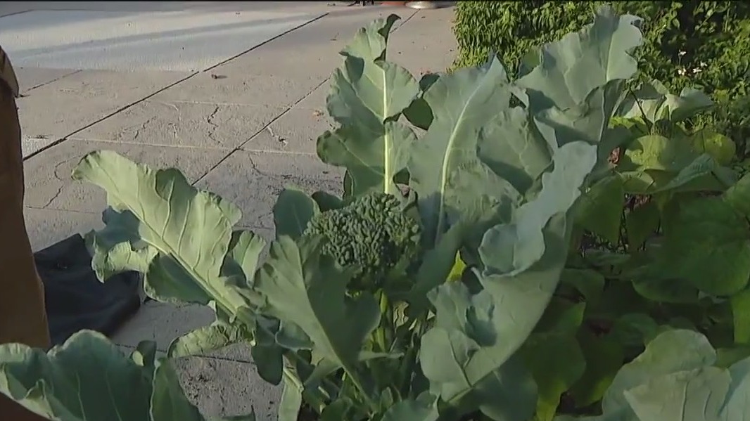 When to harvest broccoli
