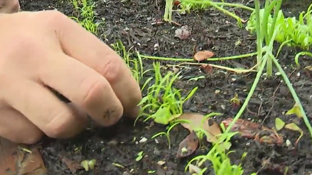 Bullet-proof winter garden
