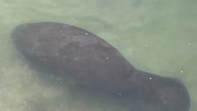 Time to see the manatees