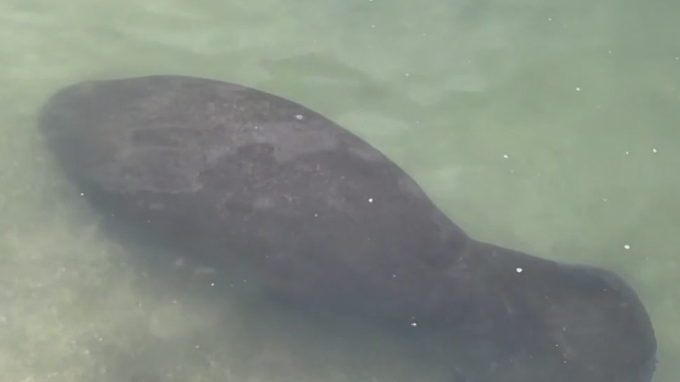 Time to see the manatees