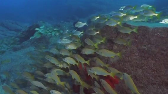 Giving old Christmas trees new life underwater