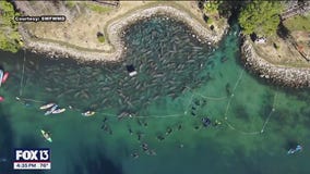 Best ways to see manatees in Florida