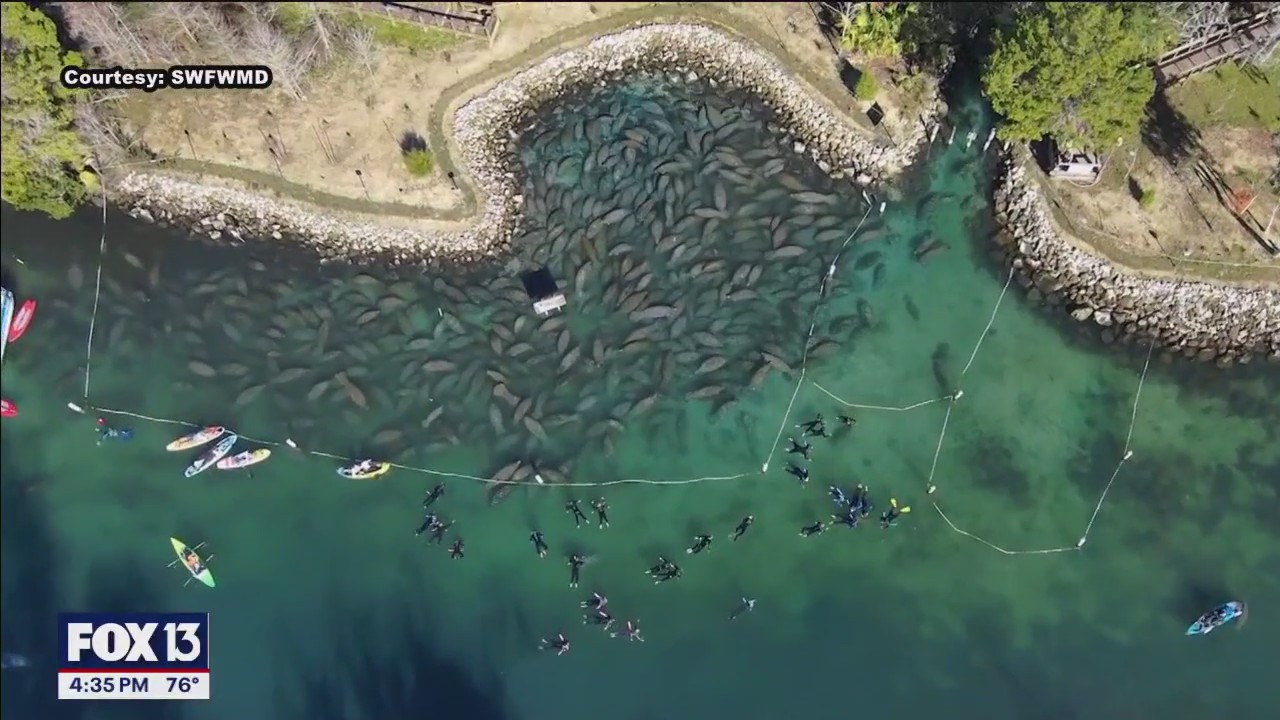 Best ways to see manatees in Florida