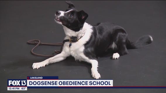 50 years of obedience training at DogSense Obedience