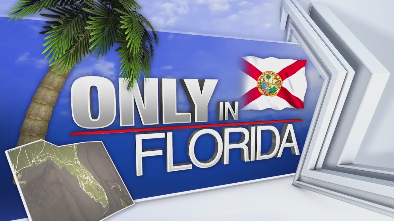 Only in Florida | FOX 13 Tampa Bay
