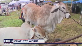Celebrating agriculture for 77 years at the Polk County Youth Fair