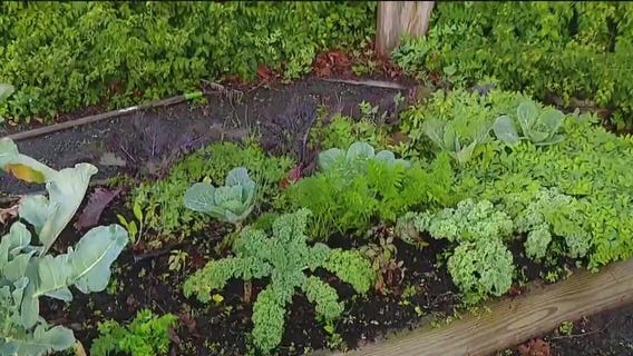 Over-fertilizing plants can lead to green growth