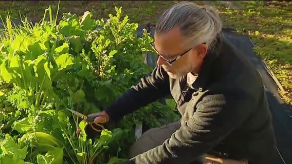 Winter heat wave destroys lettuce