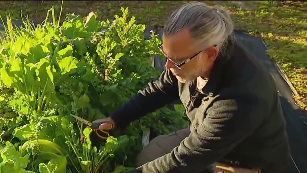 Winter heat wave destroys lettuce