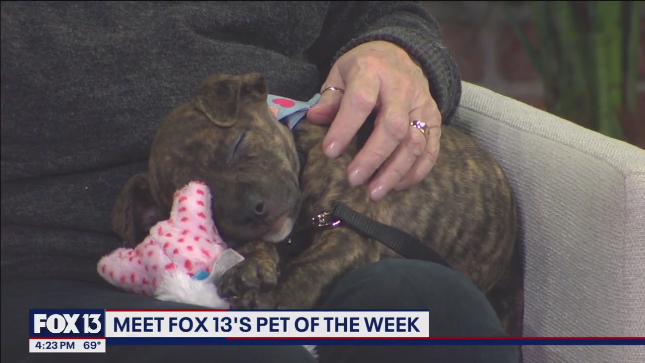 Meet Leo, FOX 13's Pet of the Week | FOX 13 Tampa Bay