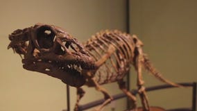 Largest natural history museum in the southeast