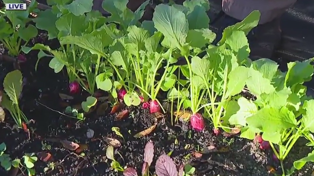 Speeding up the growth of our spring vegetables