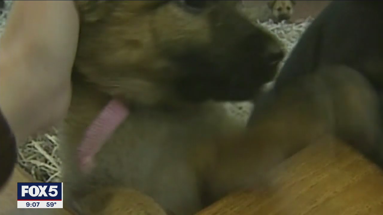 Illinois city limits how long a dog can bark