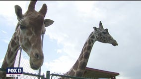 It's a circus with these giraffes in Bradenton