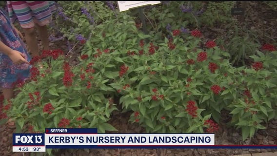 Building a butterfly garden