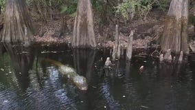 Green Swamp keeps Florida waterways clean