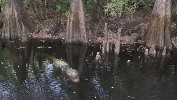 Green Swamp keeps Florida waterways clean
