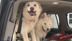 Humane Society helps pet owners who need food