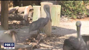 Seaside Seabird Sanctuary saving feathered friends