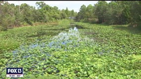 Escape to the oasis of the Florida Botanical Garden