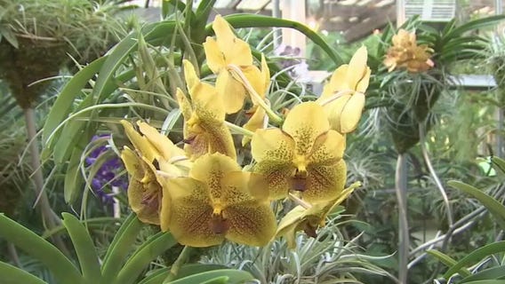 Selby Gardens to host their 45th Orchid Show