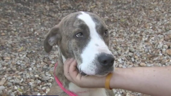 Friends of Strays bringing back 'Doggy Day Out'