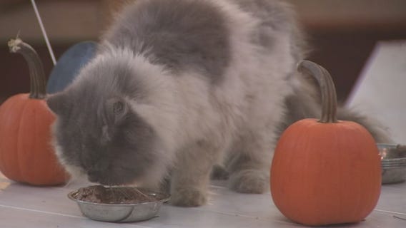 This Lutz sanctuary is a retirement home for cats