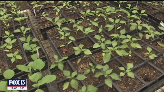 Sunday market returns to Sweetwater Organic Community Farm