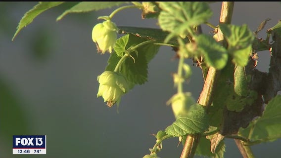 UF testing out homegrown hops in Hillsborough County