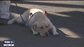 If service dogs can handle the zoo, they can handle anything