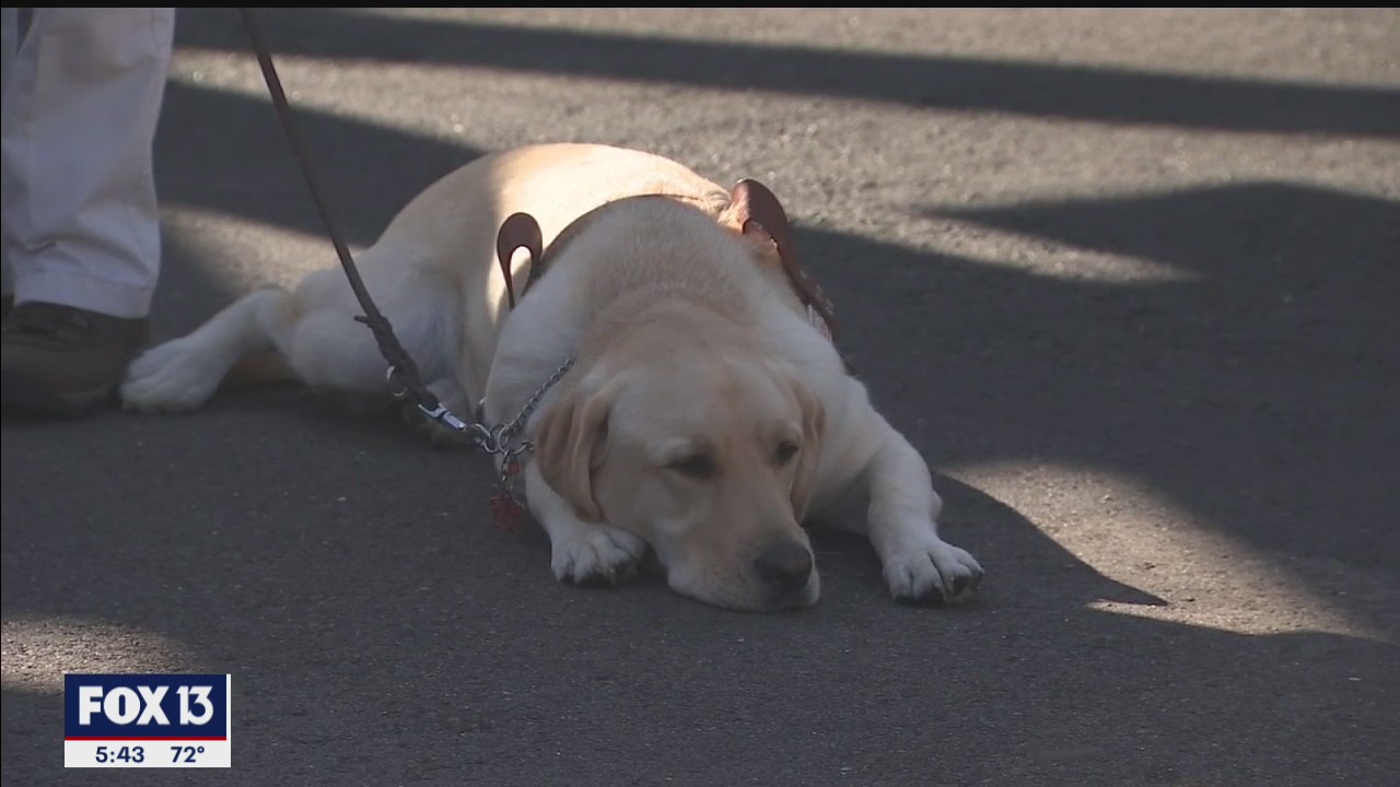 If service dogs can handle the zoo, they can handle anything