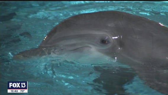 Clearwater aquarium launching 'Mermaid Tales Week'