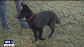 DogSense Obedience can teach your dog new tricks