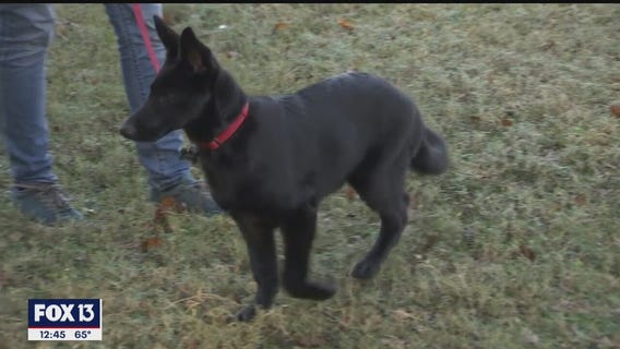 DogSense Obedience can teach your dog new tricks