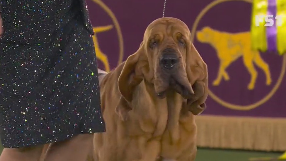 Trumpet the Bloodhound is Best in Show
