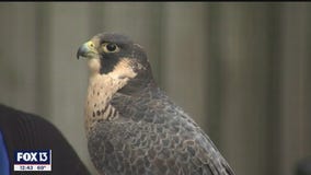 Clearwater park is a mix of nature, helping birds of prey