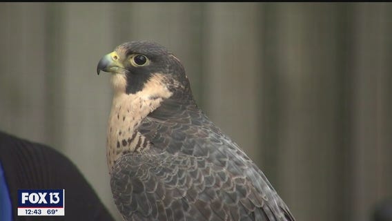 Clearwater park is a mix of nature, helping birds of prey