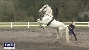 See this beautiful horse breed at their Florida home