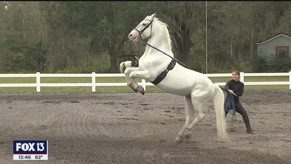 See this beautiful horse breed at their Florida home